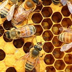 نمونه سوالات پرورش دهنده زنبور عسل